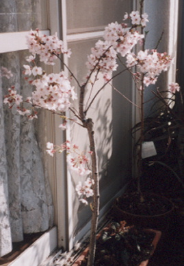 2003.4.13.sakura2.jpg (50663 oCg)