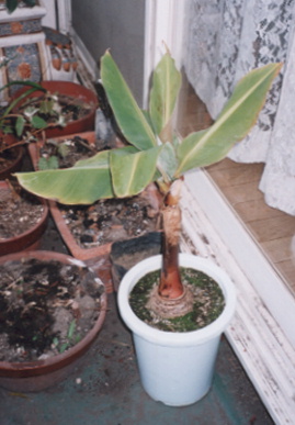 2003.4.22.banana.jpg (48858 バイト)