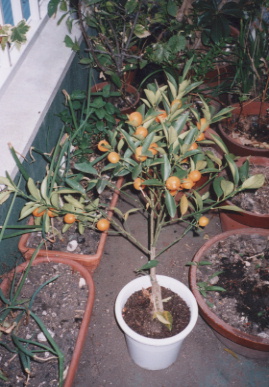 2003.4.22.kinakan.jpg (67926 バイト)