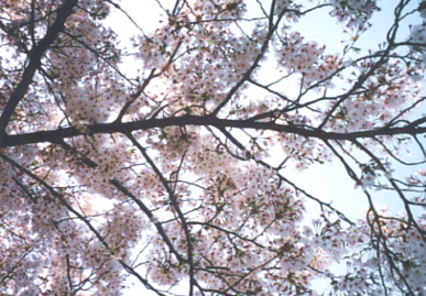 2003.4.7.moe1.jpg (85860 バイト)