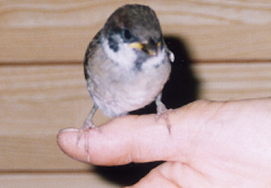 2003.6.24.chip1.jpg (35280 oCg)
