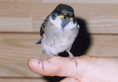 2003.6.24.chip2.jpg (35707 oCg)