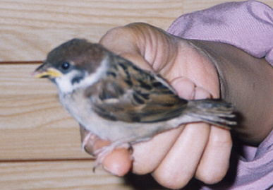 2003.6.24.chip4.jpg (43772 oCg)