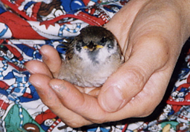 2003.6.24.chip5.jpg (64845 oCg)