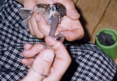 2003.6.26.chip1.jpg (63697 oCg)