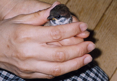 2003.6.26.chip2.jpg (46058 oCg)