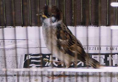 2003.6.26.chip3.jpg (48486 oCg)