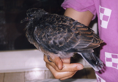 2003.7.10.chappy9.jpg (51909 バイト)