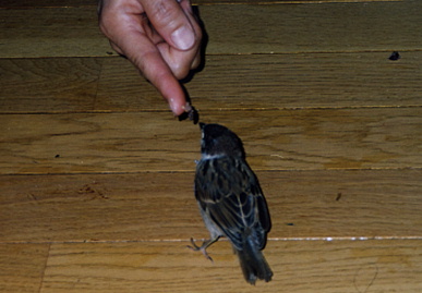 2003.7.10.chip1.jpg (45175 バイト)