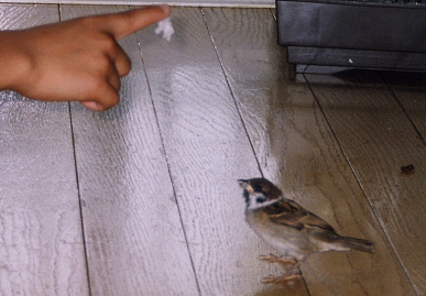 2003.7.10.chip2.jpg (49678 バイト)