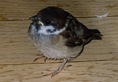 2003.7.10.chip4.jpg (44915 oCg)