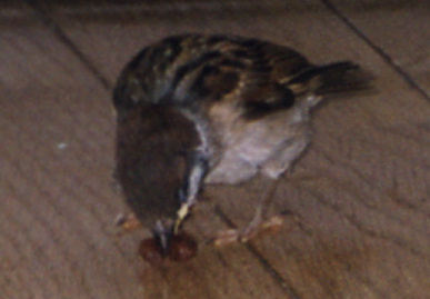 2003.7.10.chip5.jpg (33355 oCg)