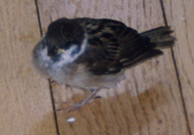 2003.7.10.chip6.jpg (36478 oCg)