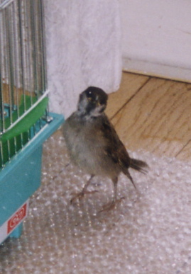 2003.7.10.chip8.jpg (42107 バイト)