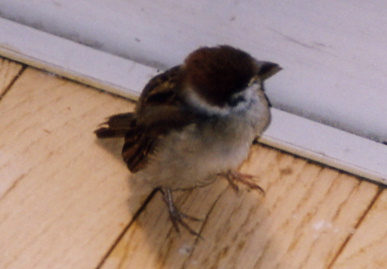 2003.7.17.chip1.jpg (35918 バイト)