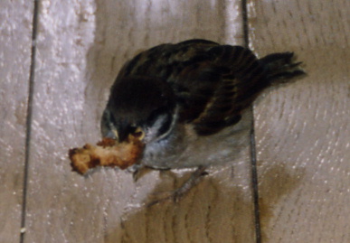 2003.7.17.chip2.jpg (41975 バイト)