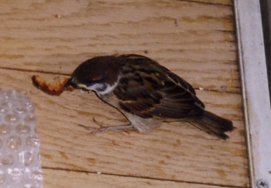 2003.7.17.chip3.jpg (44434 バイト)