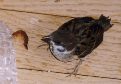 2003.7.17.chip4.jpg (42263 バイト)