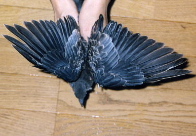 2003.7.21.moe10.jpg (58940 oCg)