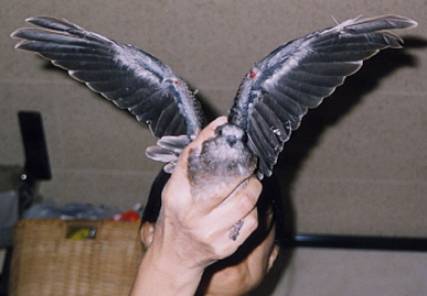 2003.7.21.moe7.jpg (43673 oCg)