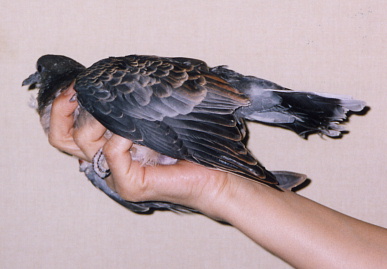 2003.7.21.moe8.jpg (42940 oCg)