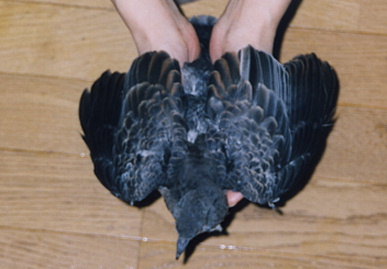 2003.7.21.moe9.jpg (44148 oCg)