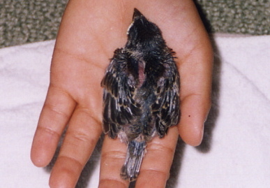 2003.7.22.moe5.jpg (44774 oCg)