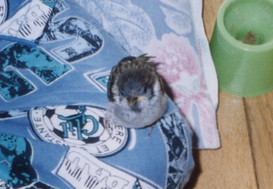 2003.7.28.moe3.jpg (53442 oCg)