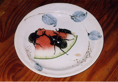 2003.7.30.moe7.jpg (56722 oCg)