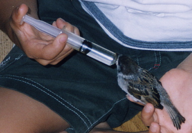 2003.7.31.moe13.jpg (47628 oCg)