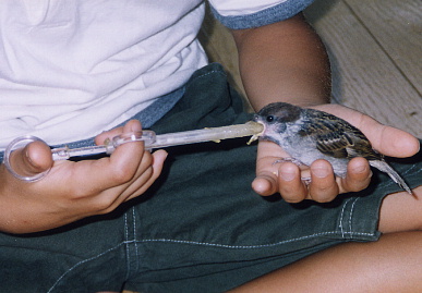 2003.7.31.moe15.jpg (52667 oCg)