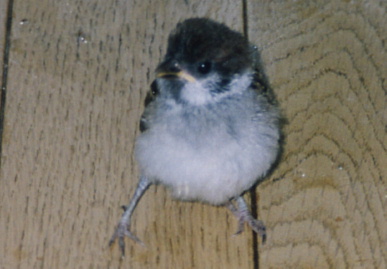 2003.7.31.moe19.jpg (40732 oCg)