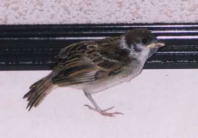 2003.7.31.moe21.jpg (39683 oCg)