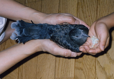 2003.7.31.moe4.jpg (50980 バイト)