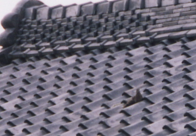 2003.7.31.moe8.jpg (51081 バイト)