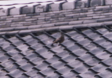 2003.7.31.moe9.jpg (45411 バイト)