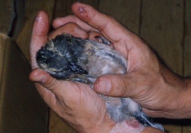 2003.7.4.chappy2.jpg (48680 バイト)