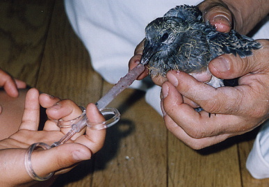 2003.7.4.chappy5.jpg (55729 oCg)