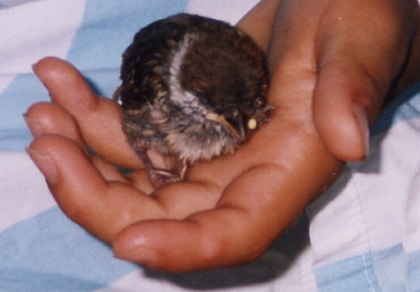 2003.7.4.chip1.jpg (38917 バイト)