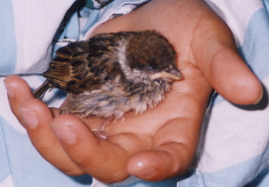 2003.7.4.chip2.jpg (44878 バイト)