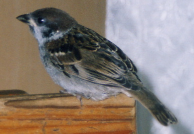 2003.8.10.momo2.jpg (38344 oCg)