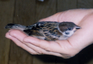 2003.8.25.chip&momo1.jpg (40370 oCg)