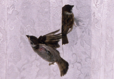 2003.8.25.chip&momo2.jpg (40722 バイト)