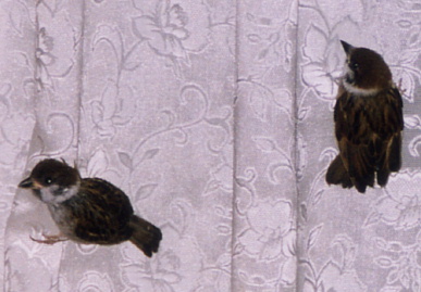 2003.8.25.chip&momo3.jpg (48733 バイト)