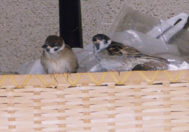 2003.8.25.chip&momo4.jpg (44169 バイト)