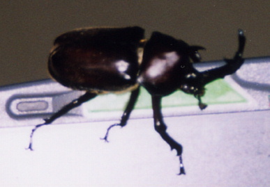 2003.8.3.kabutomushi2.jpg (34000 バイト)
