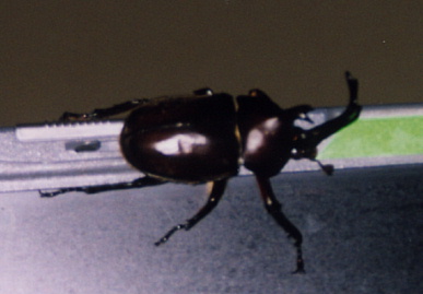 2003.8.3.kabutomushi3.jpg (34013 バイト)