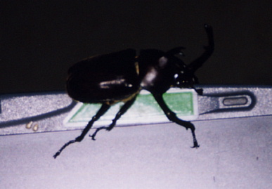 2003.8.3.kabutomushi4.jpg (33782 バイト)