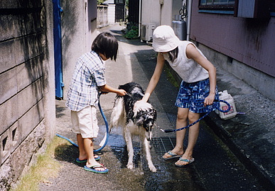 2003.8.3.tanuki1.jpg (70280 バイト)