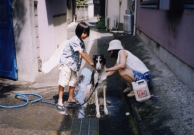 2003.8.3.tanuki2.jpg (66722 バイト)